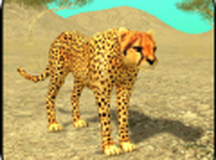 野生猎豹模拟